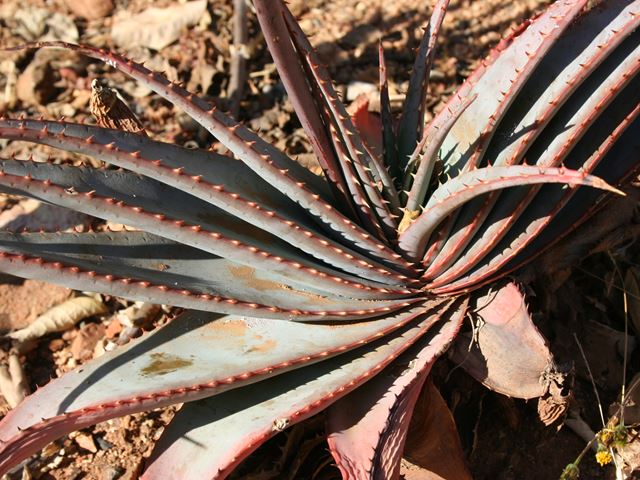 Aloe suprafoliata leaves