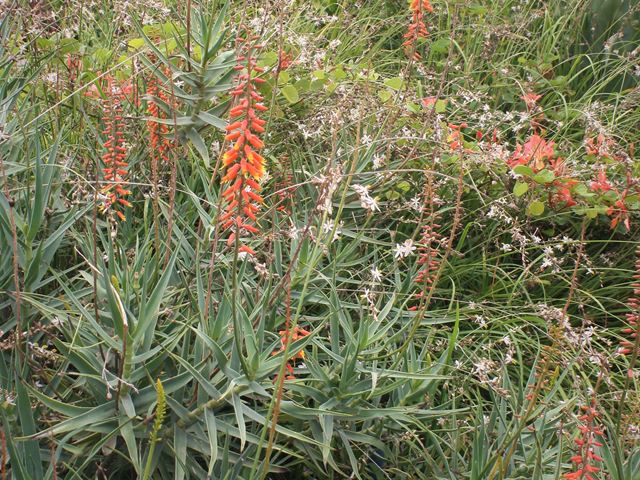 Aloe tenuior orange colourful indigenous garden plant