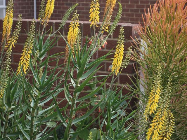 Aloe tenuior succulent shrubs suitable for small gardens