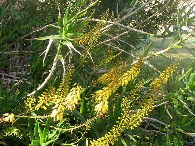 Aloe tenuior yellow inflorescence