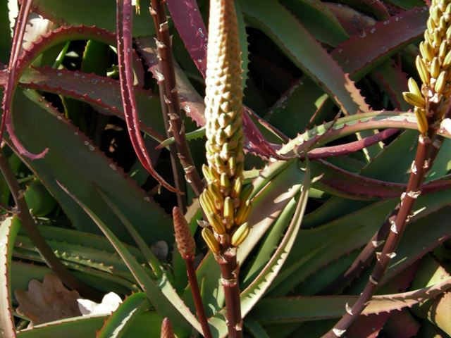 Aloe vanbalenii Van balen se aalwyn spreading Aloe