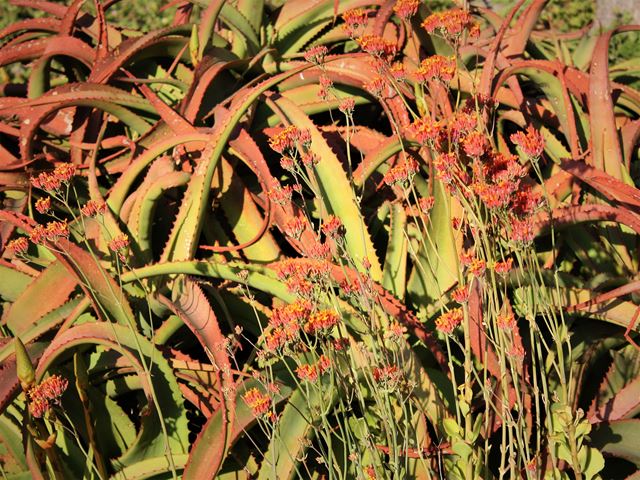 Aloe vanbalenii and Kalanchoe rotundifolia signal red