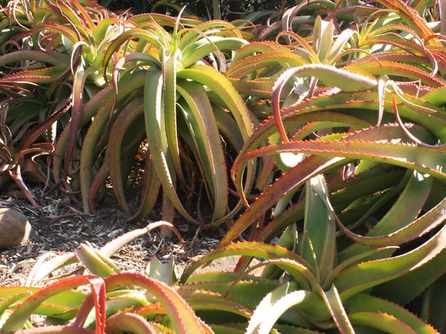 Aloe vanbalenii clump forming colourful succulent