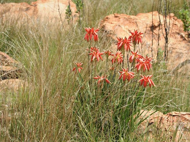 Aloe verecunda clump forming in grasslands