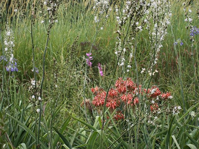 Aloe verecunda in mixed flowering grassland garden