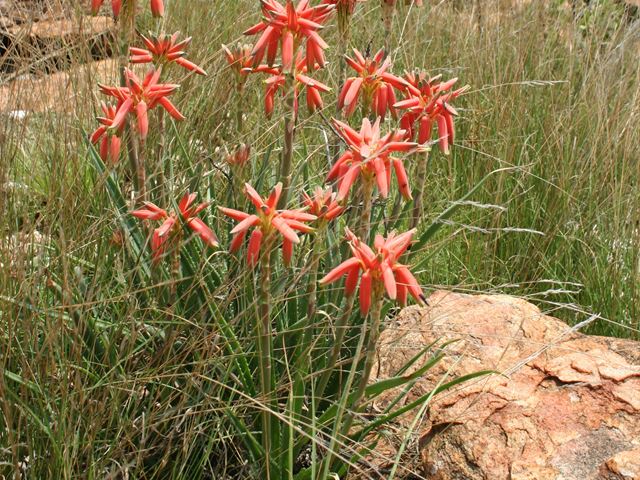 Aloe verecunda plants for sunbirds