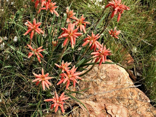 Aloe verecunda rocky grassland