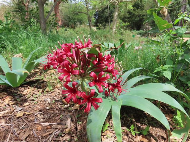 Ammocharis coranica Karoo Lily red form at Random Harvest Nursery
