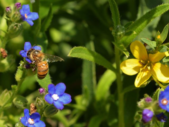 Anchusa capensis and Bee pollinator