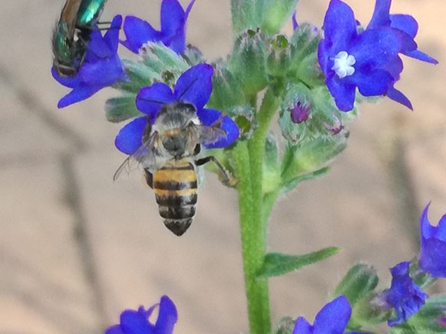 Anchusa capensis with pollinator insects