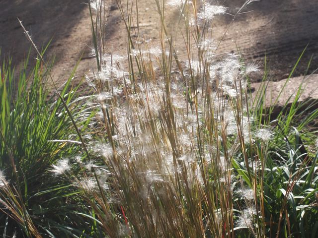 Andropogon eucomis indiginous ornamental grass