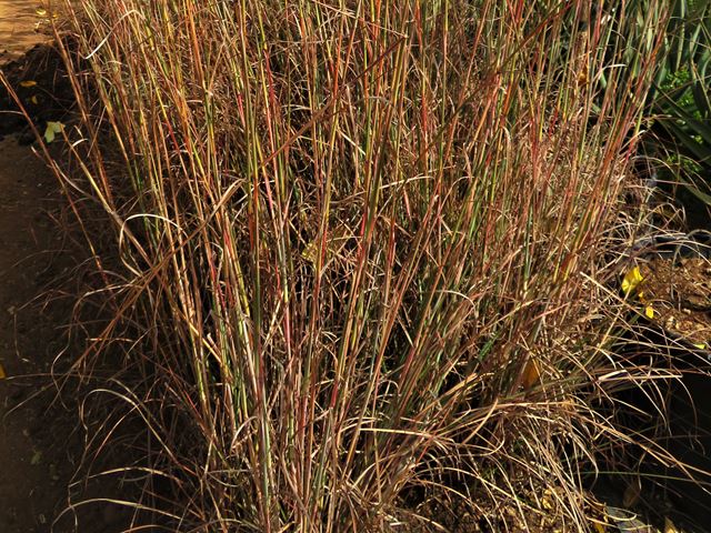 Andropogon huilense colourful veld grass
