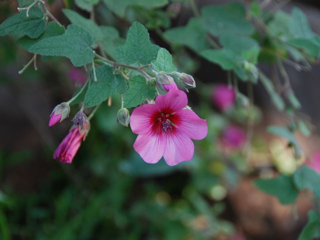 Anisodontea Classic Cerise Pink Mallow flower and leaves