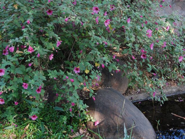 Anisodontea Classic Cerise Pink Mallow in Landscape
