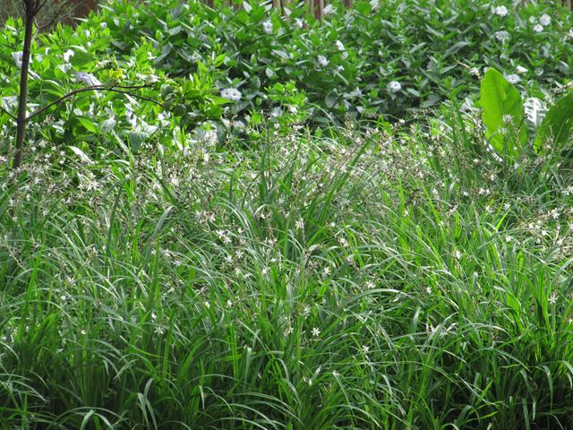 Anthericum saundersiae perennial groundcover