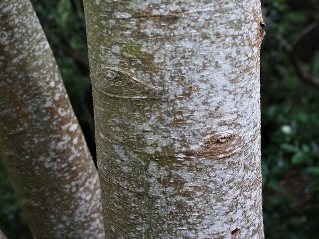 Apodytes dimidiata White Pear trees with beautiful bark