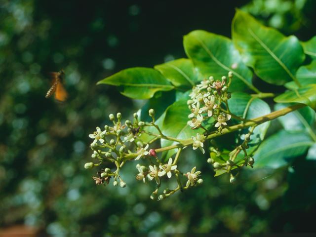 Apodytes dimidiata fruit and flowers
