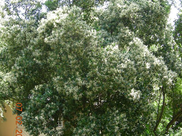 Apodytes dimidiata tree flowers 1
