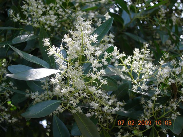 Apodytes dimidiata tree flowers 2