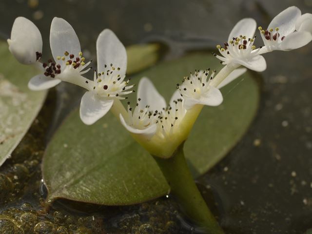 Aponogeton distachyos edible water plant