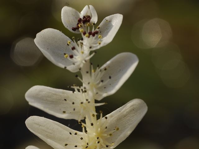 Aponogeton distachyos floral detail