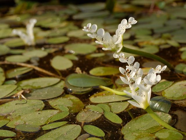 Aponogeton distachyos inflorescence and leaves aquatic herb