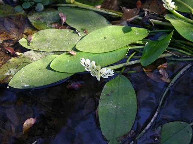 Aponogeton distachyos inflorescence and leaves