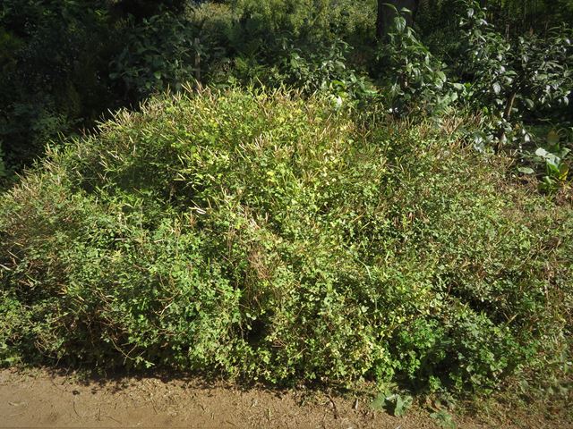 Argyrolobium tomentosum Velvet Yellow Bush Pea medicinal plant