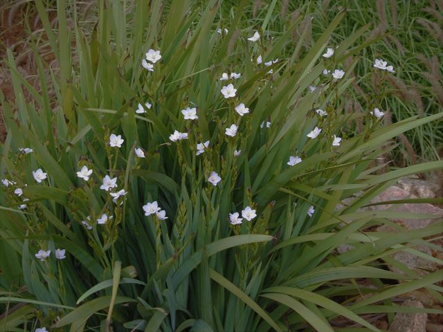 Aristea ecklonii White form in landscaped wetland