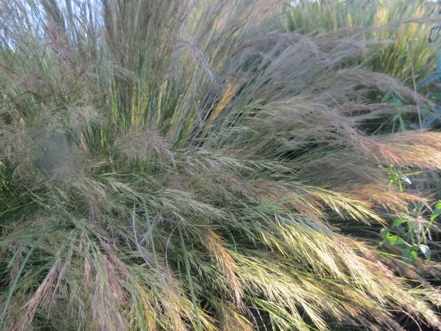 Aristida junciformis floriferous grass