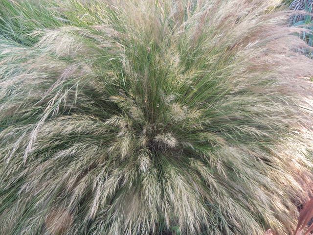 Aristida junciformis indigenous ornamental grass
