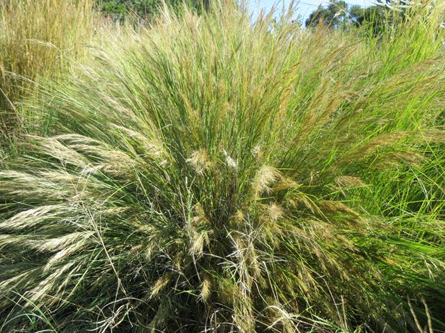 Aristida junciformis ornamental grass