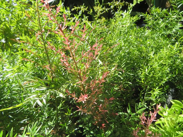 Asparagus densiflorus Cwebe shade loving drought hardy groundcover