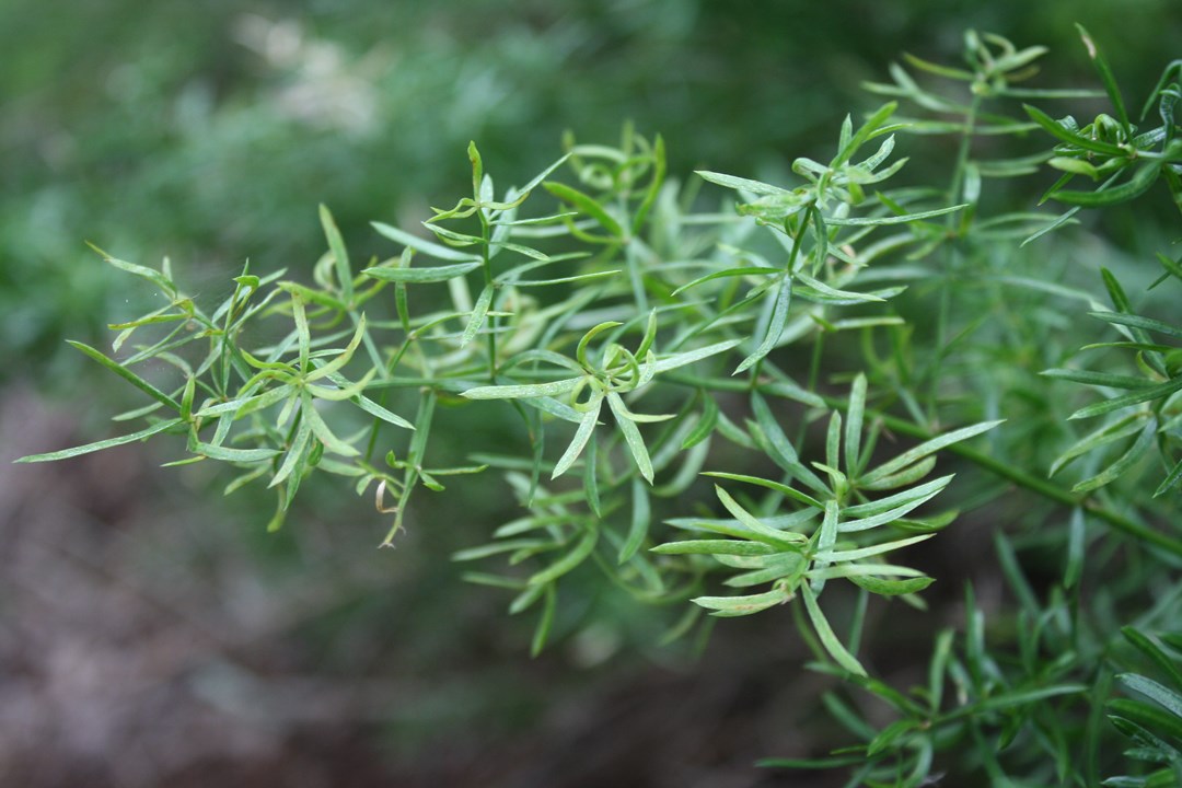 Asparagus densiflorus Sprengeri Asparagus Fern Katstertaspersie isiqobola