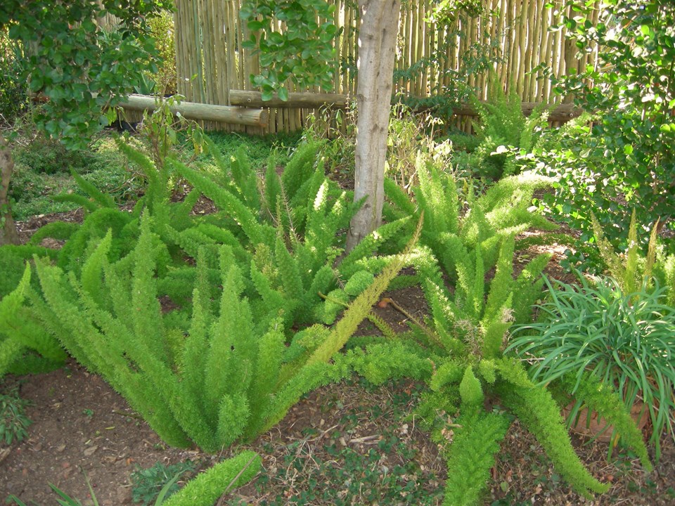 Asparagus densiflorus Myersii Cat's Tail Asparagus Katstert
