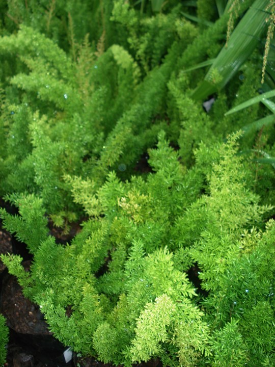 Asparagus densiflorus Myersii Cat's Tail Asparagus Katstert