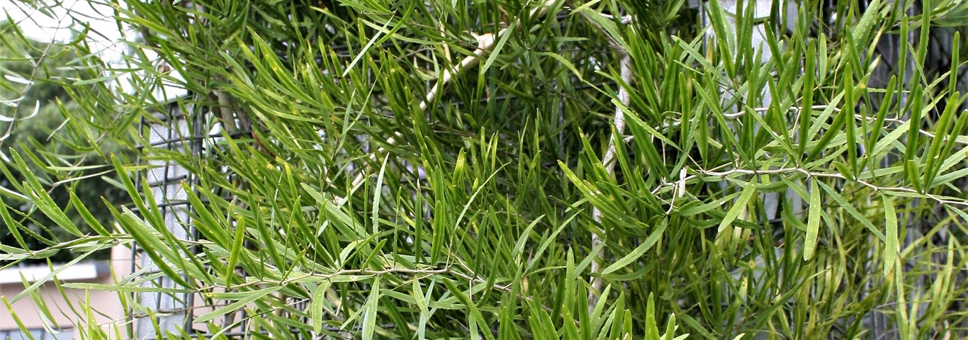 Asparagus falcatus