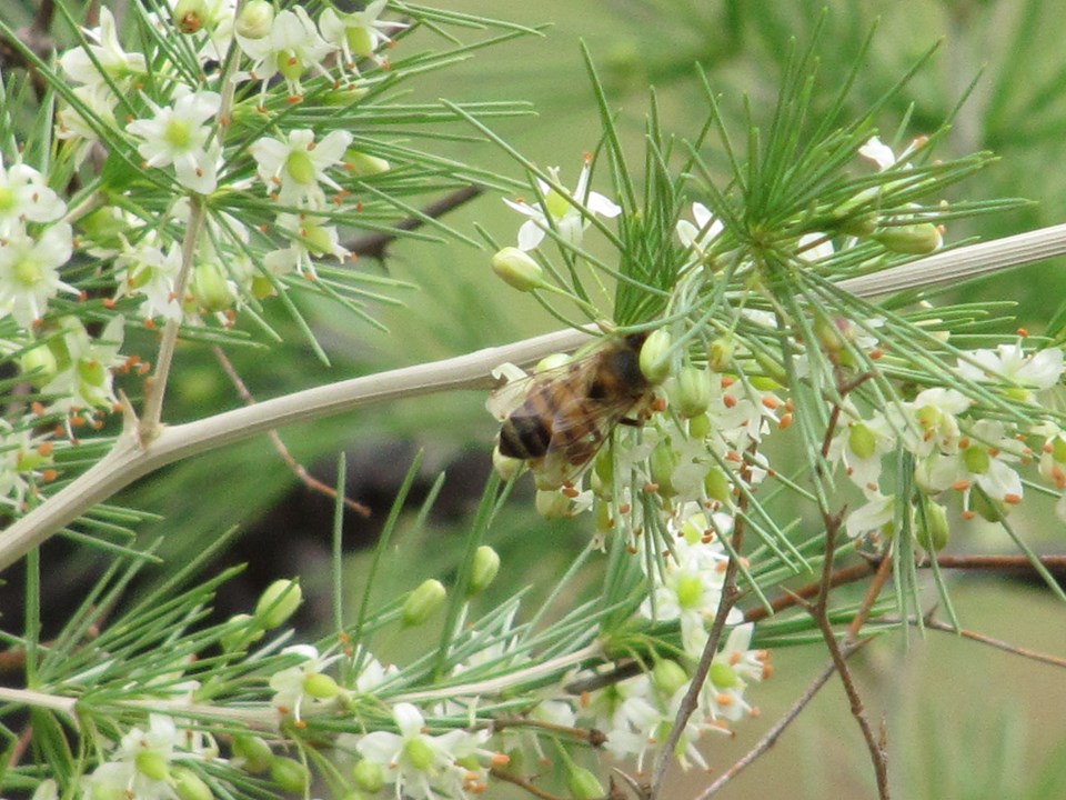 TÌNH YÊU CÂY CỎ ĐV4 - Page 70 Asparagus-laricinus-bee-pollinator