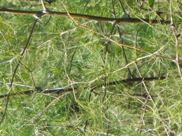 Asparagus laricinus branching pattern