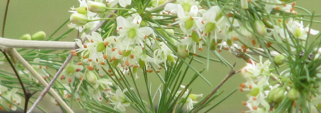 Asparagus laricinus