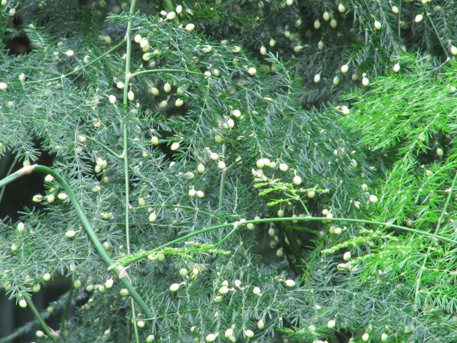 Asparagus plumosus flowers jpg