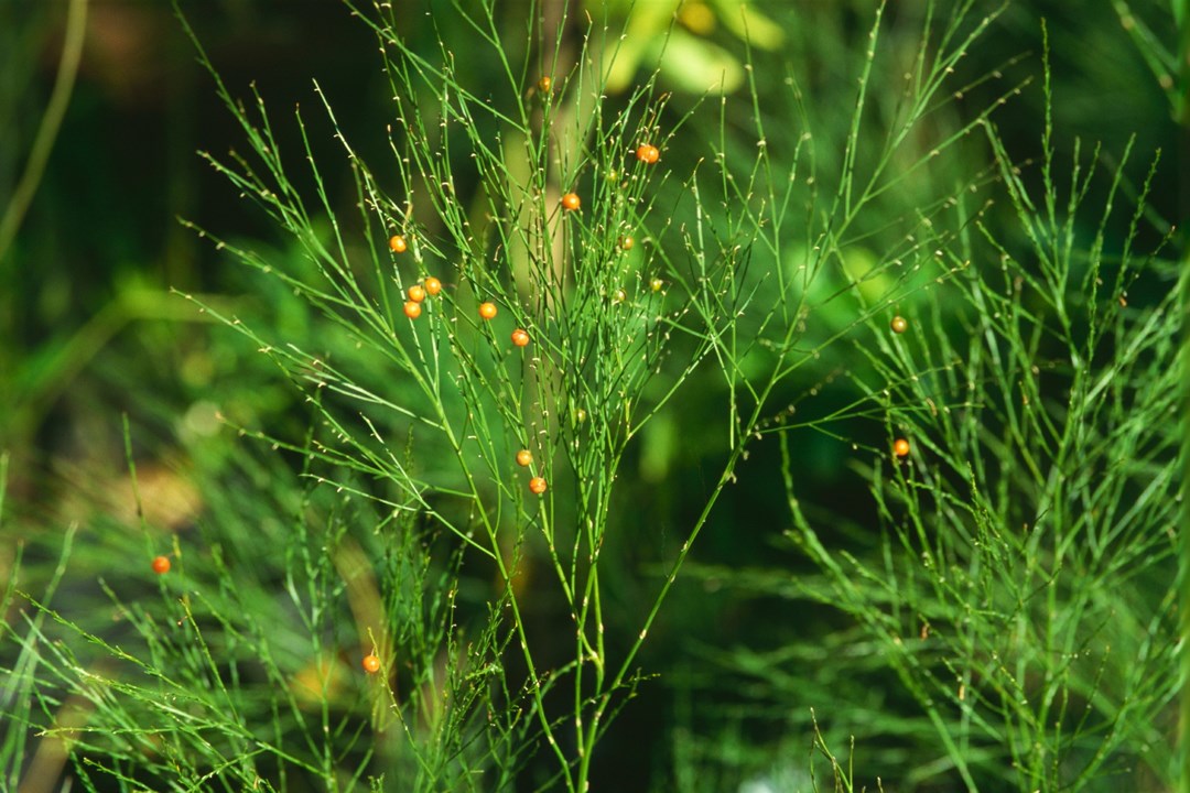 Asparagus virgatus Broom Asparagus, slender asparagus, ‘Tiki’ fern