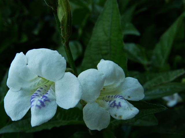 Asystasia gangetica flower detail