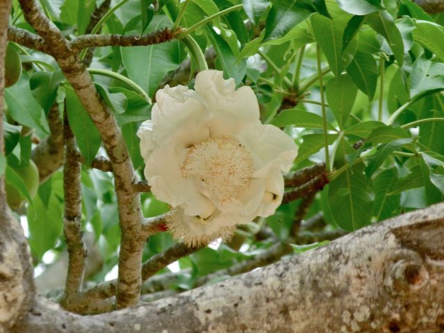 Baobab Flower Adansonia digitata
