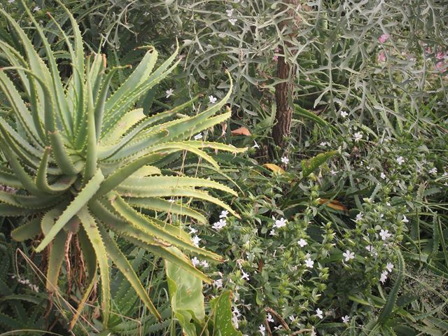 Barleria elegans good wildlife garden plant