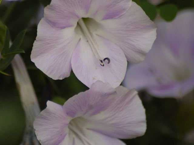 Barleria greenii flowers