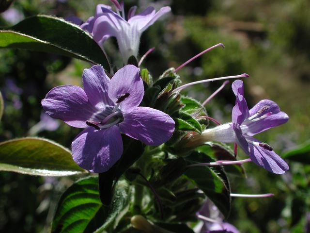 Barleria obtusa flower 1