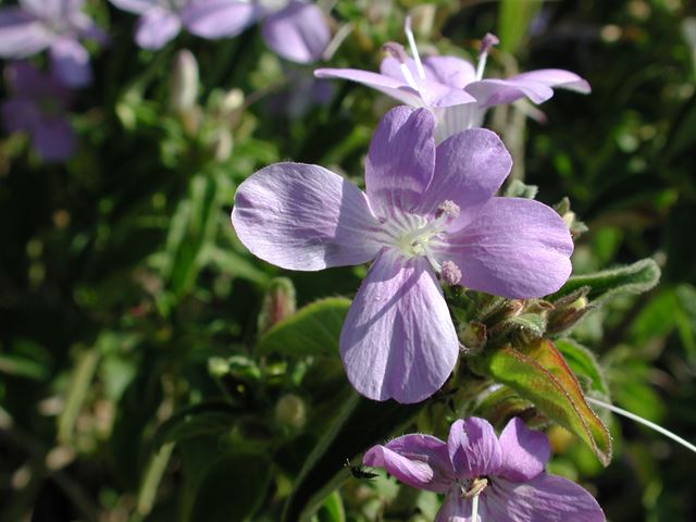 Barleria obtusa flower 2