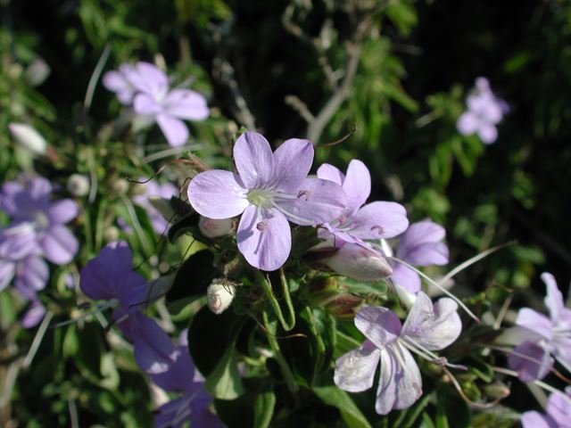 Barleria obtusa flower 5