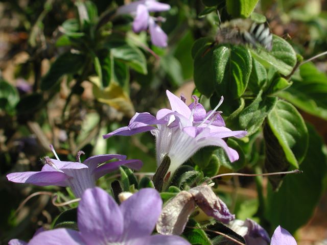 Barleria obtusa flower 6